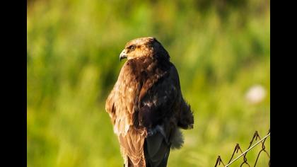Common Buzzard