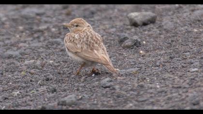 Greater Short-toed Lark