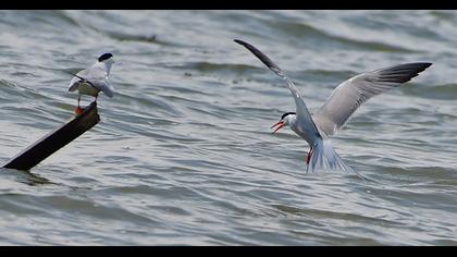 Common Tern