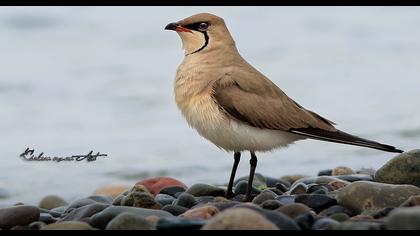 Collared Pratincole