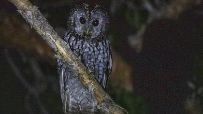 Tawny Owl
