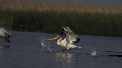 Dalmatian Pelican