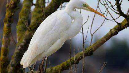 Great Egret