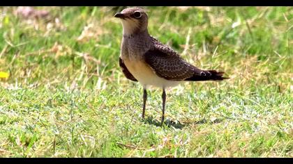 Collared Pratincole