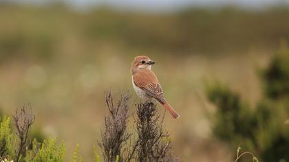 Kızılsırtlı örümcekkuşu