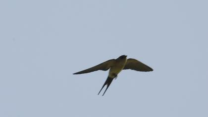 Red-rumped Swallow