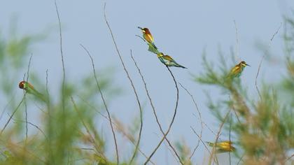 European Bee-eater