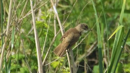 Great Reed Warbler