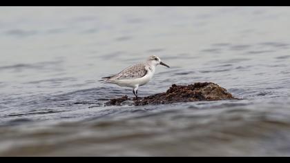 Sanderling