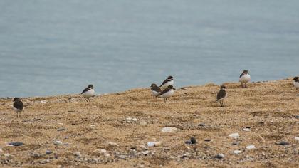 Kentish Plover