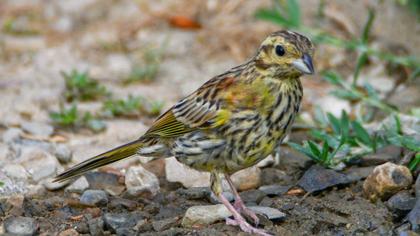 Cirl Bunting