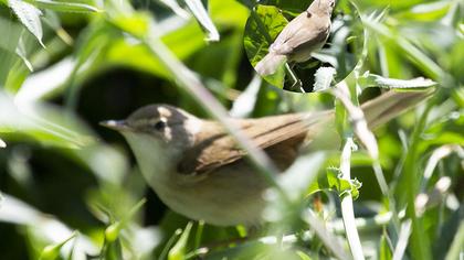 Marsh Warbler