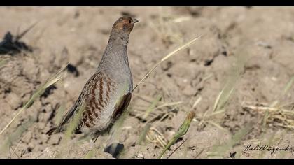 Grey Partridge