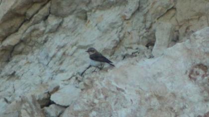 Black-eared Wheatear