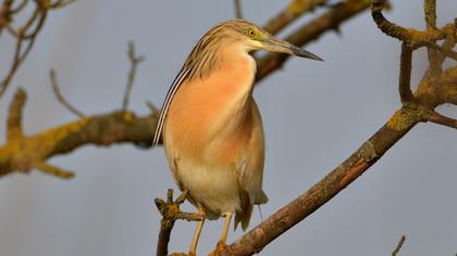 Squacco Heron