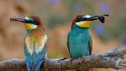 European Bee-eater