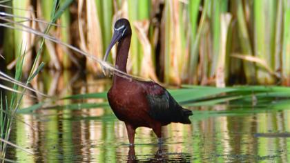 Glossy Ibis