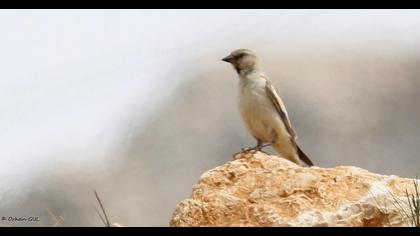 White-winged Snowfinch