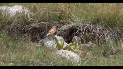 Eurasian Crimson-winged Finch