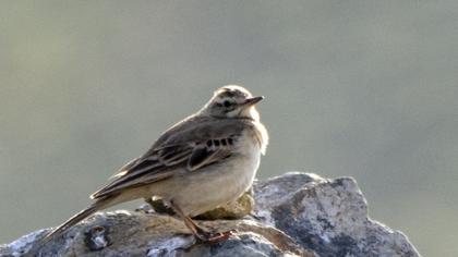 Tawny Pipit