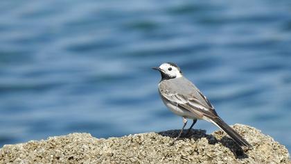 White Wagtail