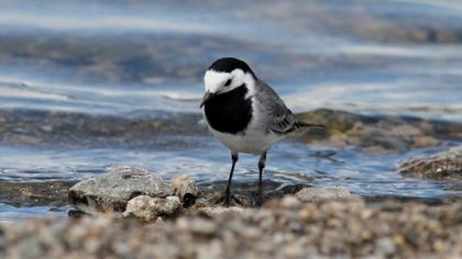 White Wagtail
