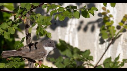 Lesser Whitethroat