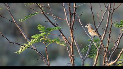 Woodchat Shrike