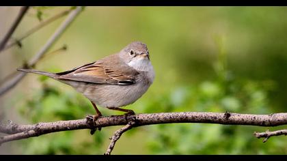 Common Whitethroat