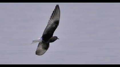 White-winged Tern