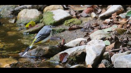 Grey Wagtail