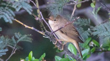 Marsh Warbler