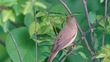 Marsh Warbler
