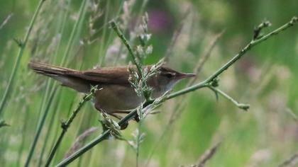 Eurasian Reed Warbler