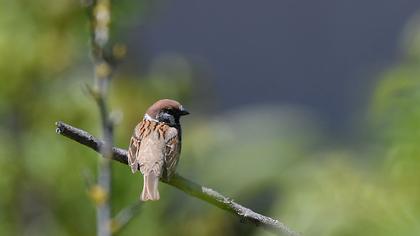 Eurasian Tree Sparrow