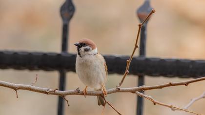Eurasian Tree Sparrow