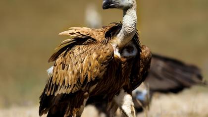 Griffon Vulture