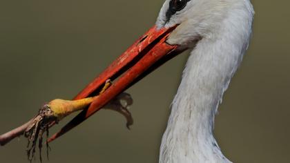 White Stork