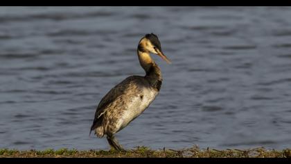 Great Crested Grebe