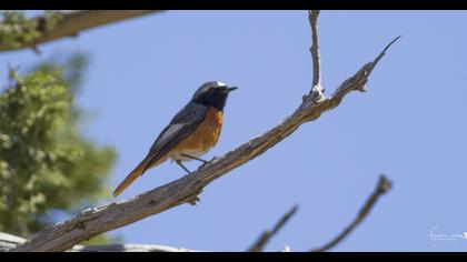 Common Redstart