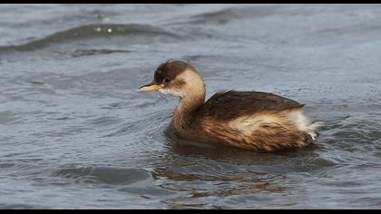 Little Grebe