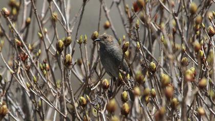 Dunnock