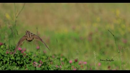 Common Quail
