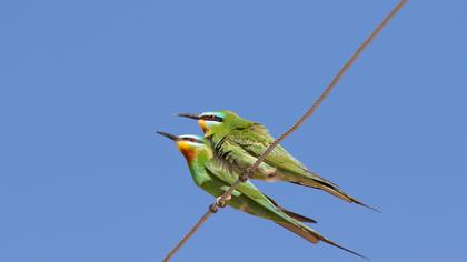 Blue-cheeked Bee-eater