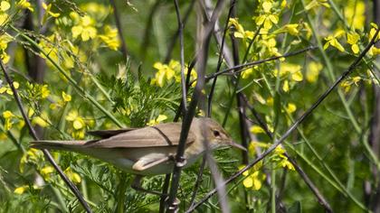 Eurasian Reed Warbler