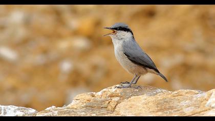 Western Rock Nuthatch