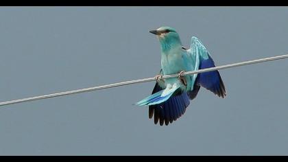 European Roller