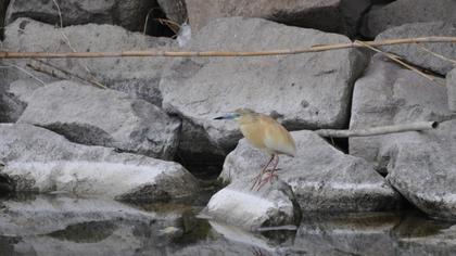 Squacco Heron