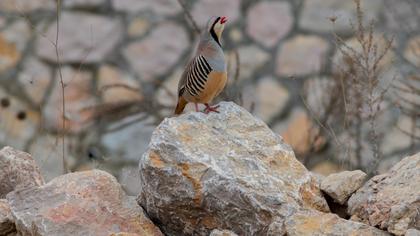 Chukar Partridge
