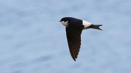 Common House Martin